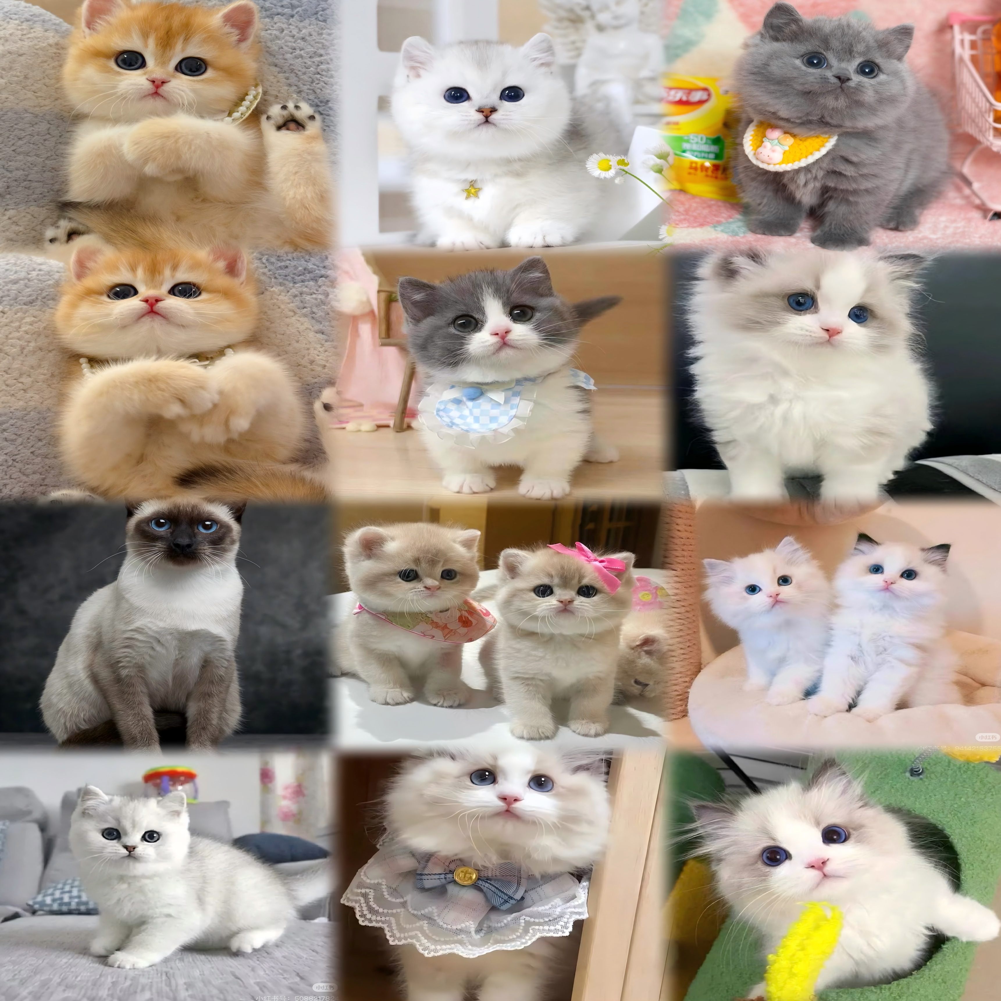 天选-精品猫咪活体专属链接