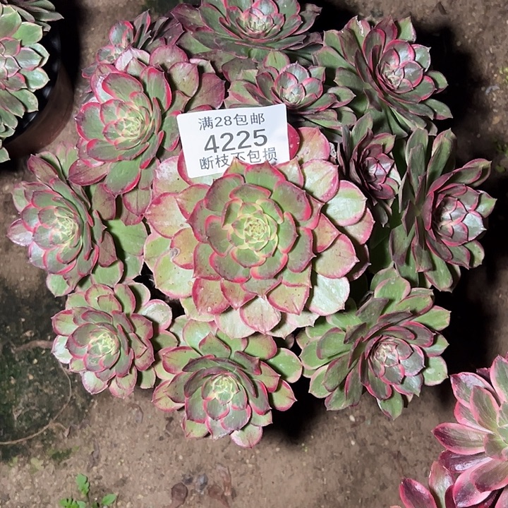 4225粉花妖多肉植物