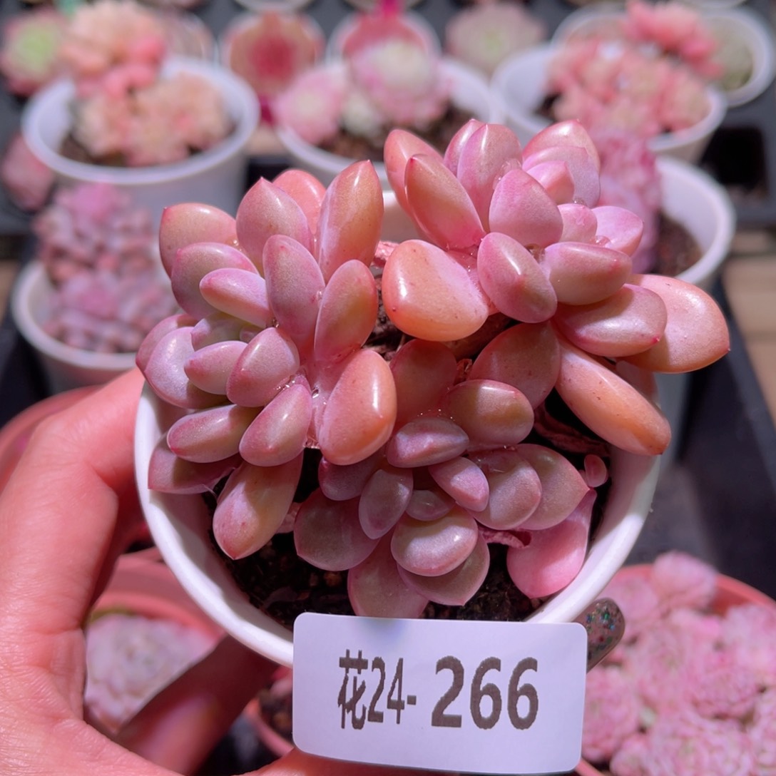 花利美24-266白鹭