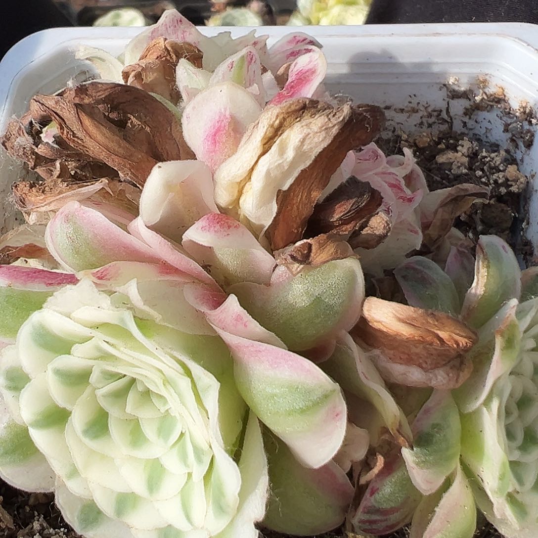 山地玫瑰锦冬雪6月11日842号