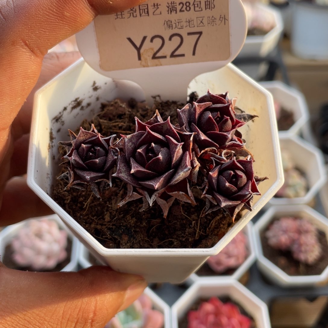 0227罗西玛5.0厘米