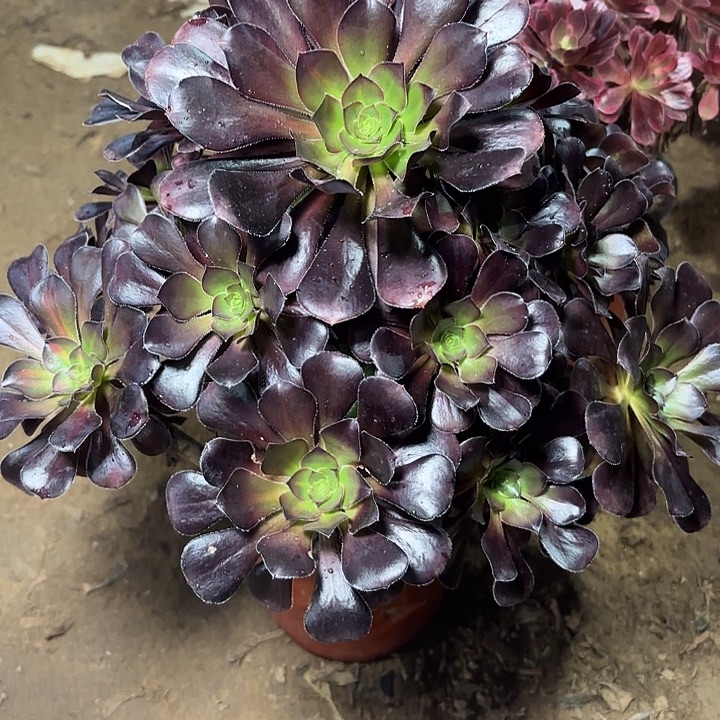多肉植物法师晚霞18