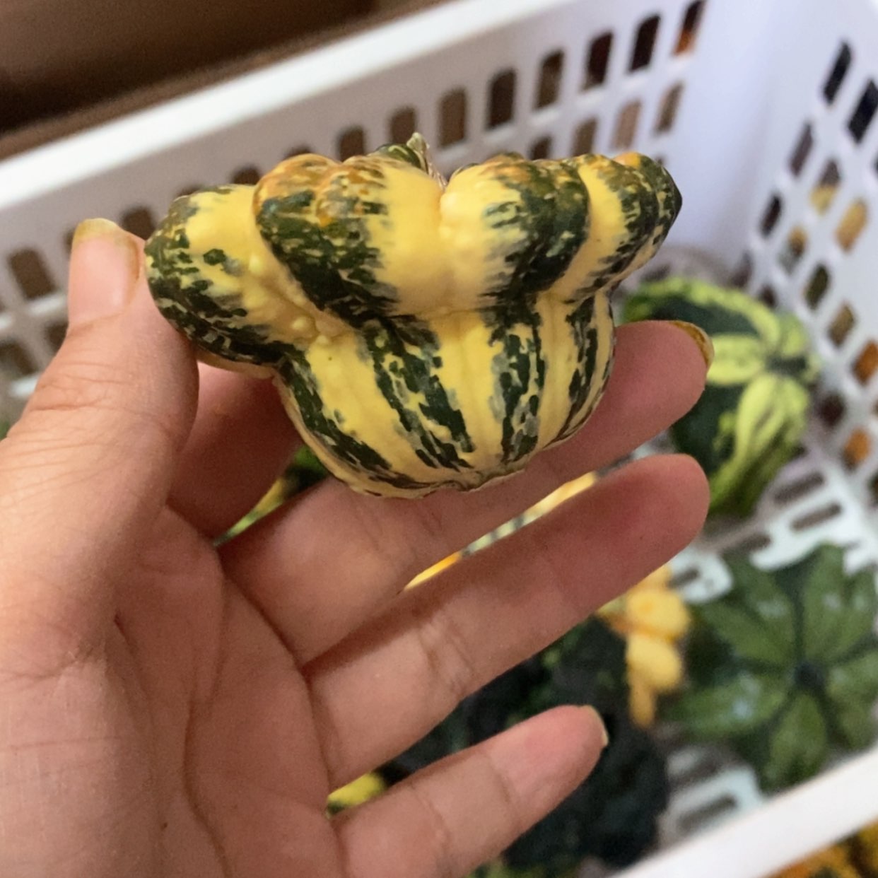 【闪购商品】祸*墨西哥葫芦直播一下