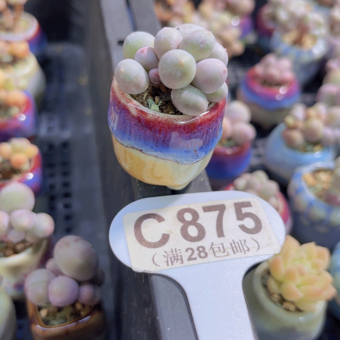 C875Mike奶一物一拍