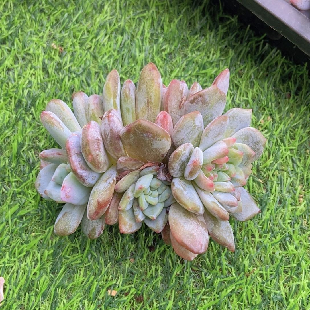 然****星影石化缀多肉植物