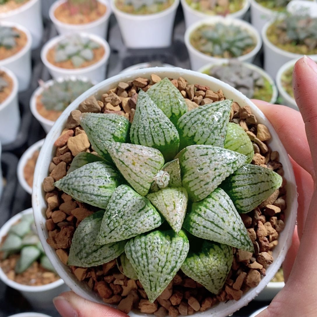 实生白银多肉植物多肉植物