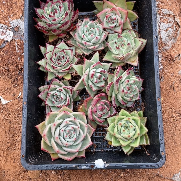 若如东云单拍A281