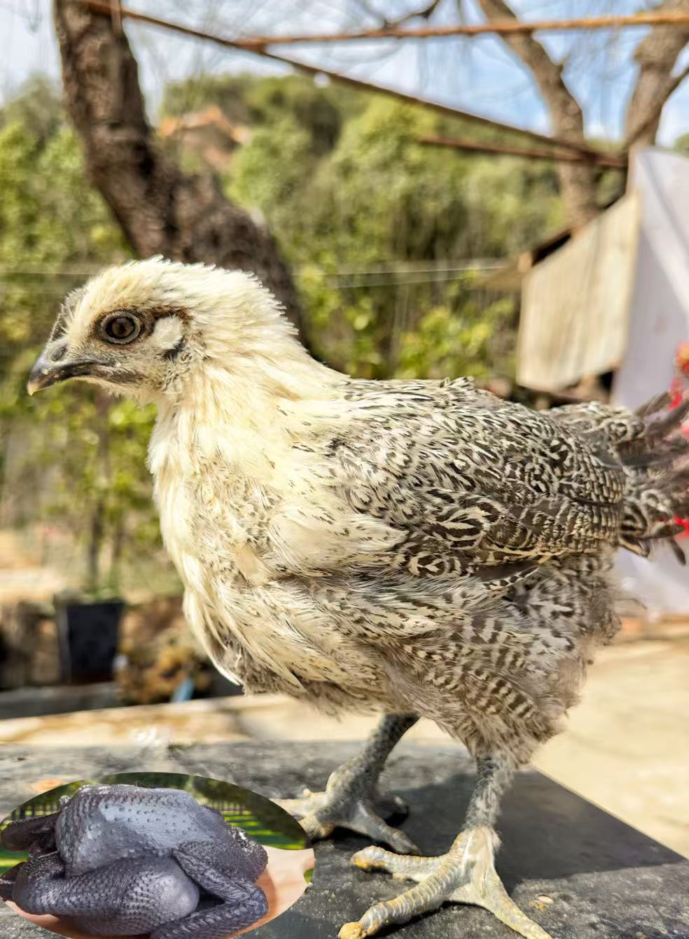 【鸡哆哆】云南小青花土乌鸡整鸡生鲜包邮发货