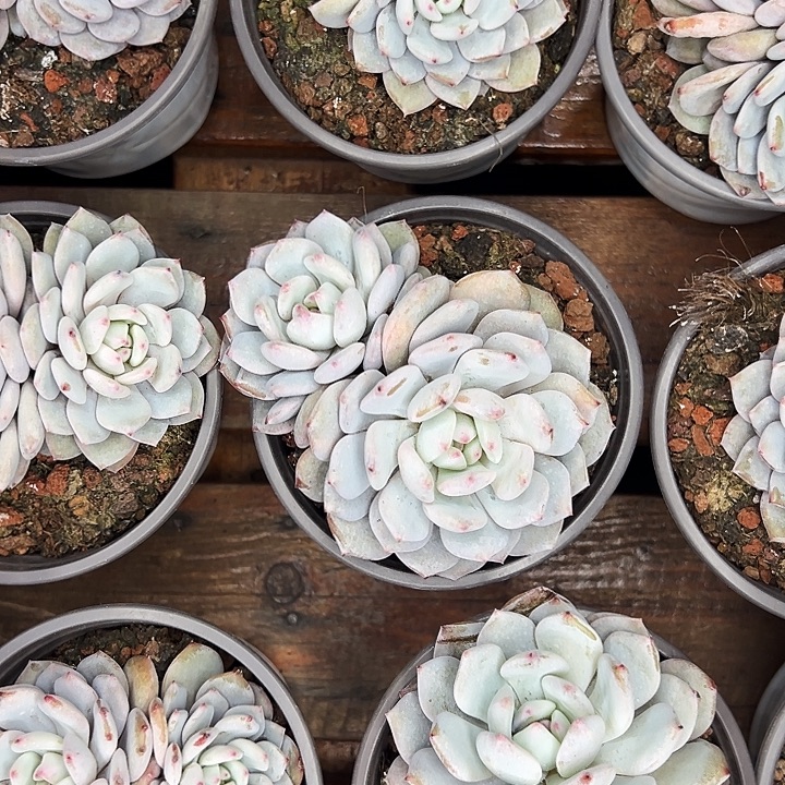 团058号。双头星星橙