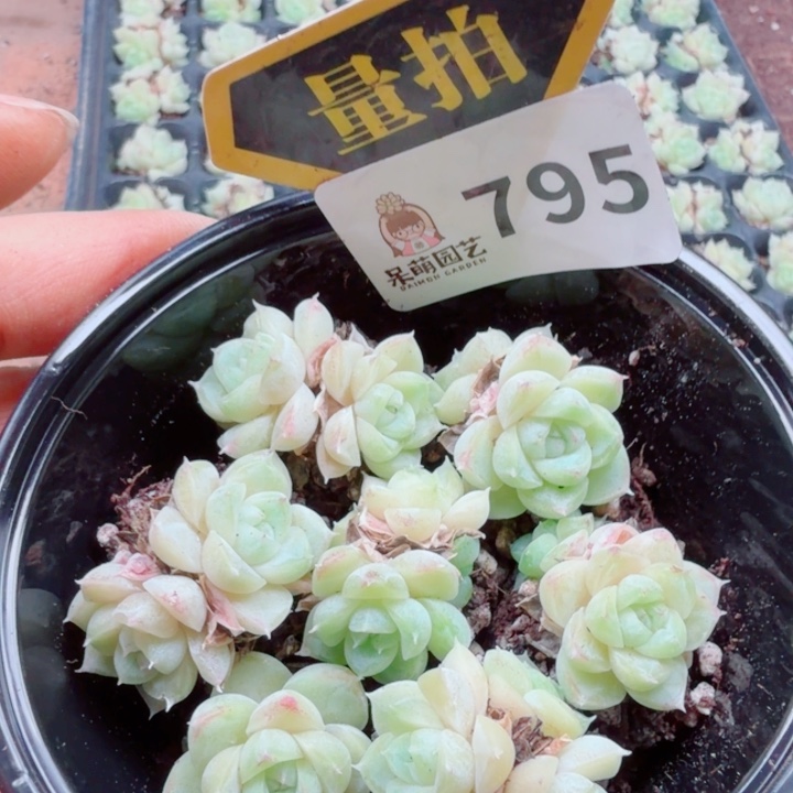 多肉植物多肉植物