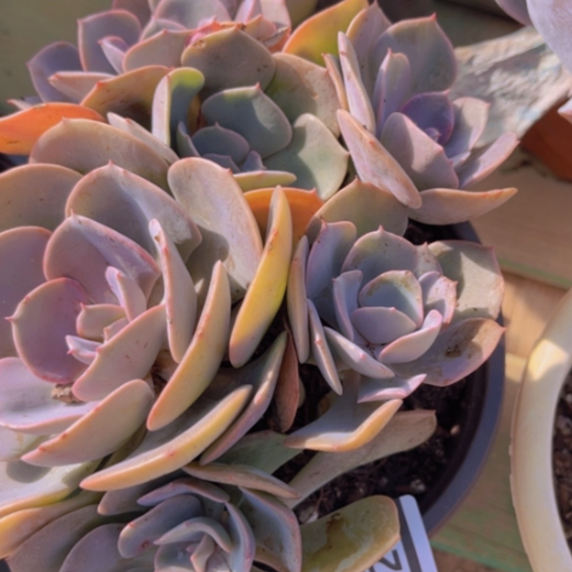 【闪购商品】尘埃玫瑰14228