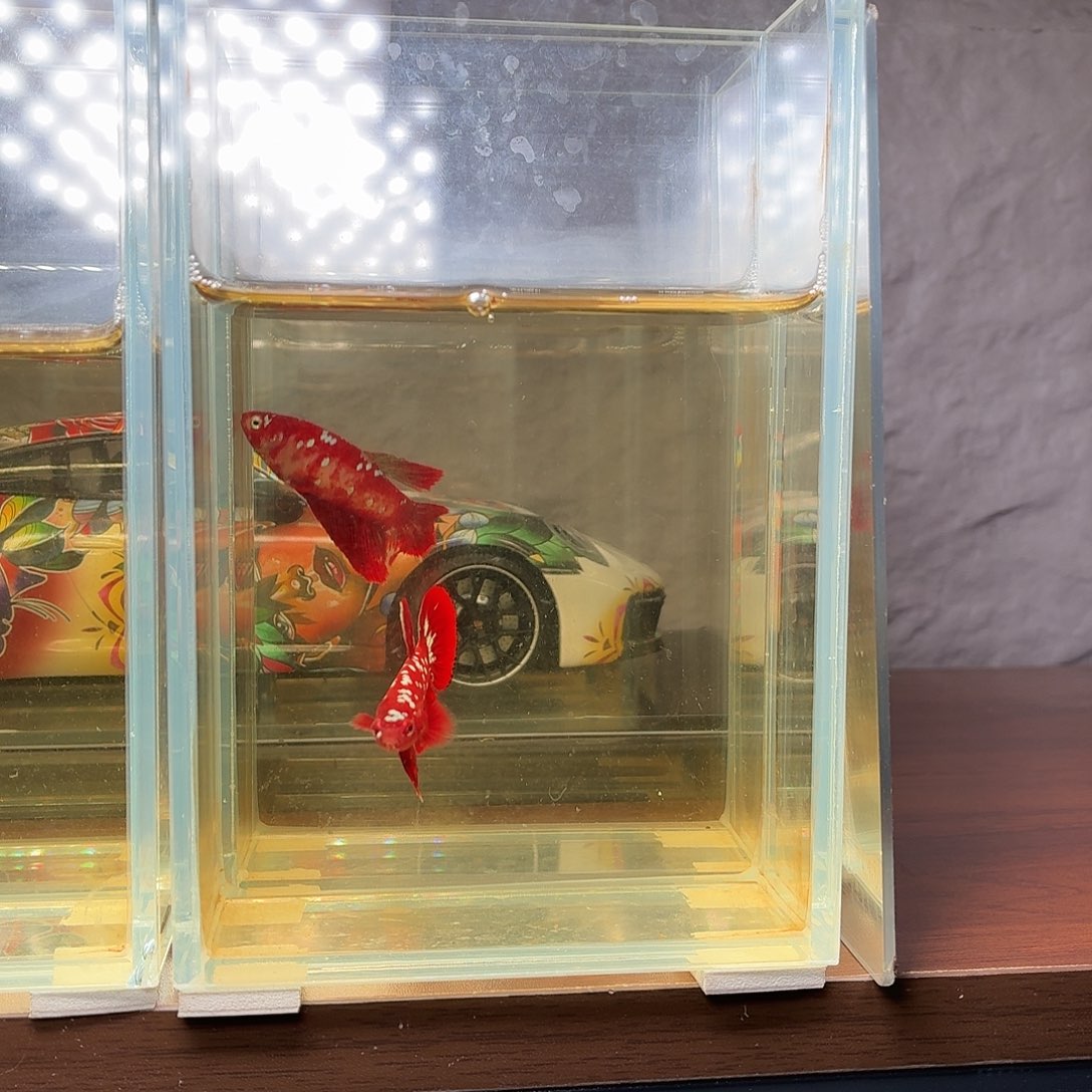 斗鱼彩金将军公鱼