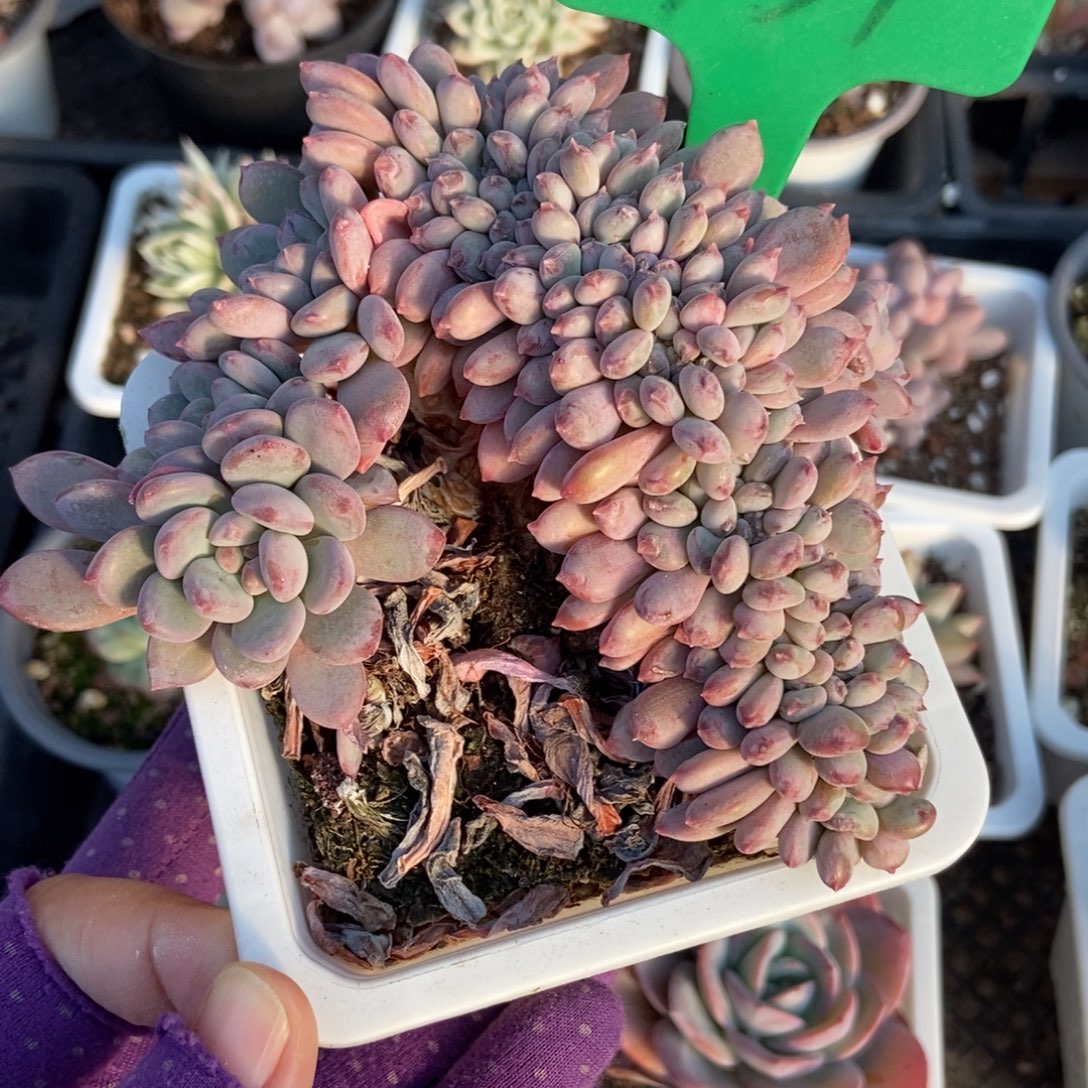 931粉珍妮缀多肉植物