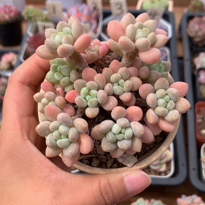 精控小洛可可多肉