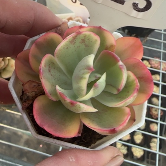 23西洋牡丹锦一物一拍多肉