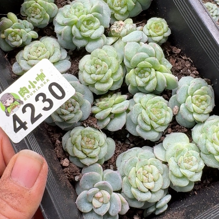 泡***x多肉植物多肉植物