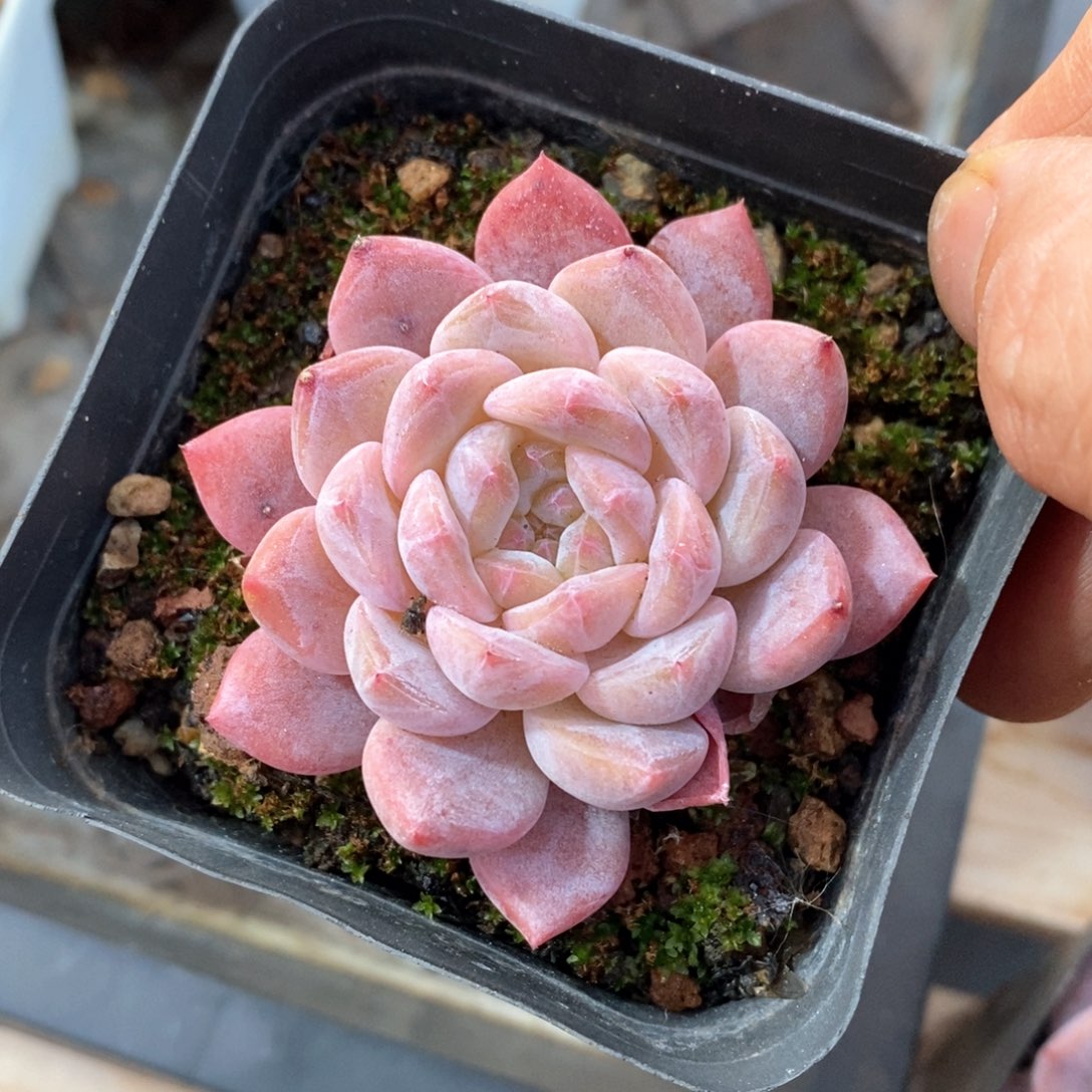 精品多肉一物一拍不包整67