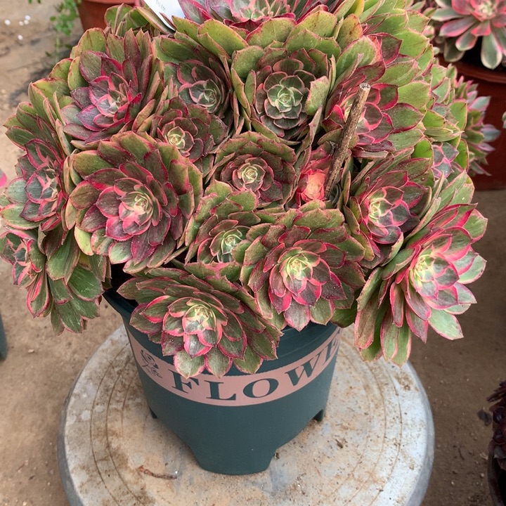 203莲花座多肉植物特价