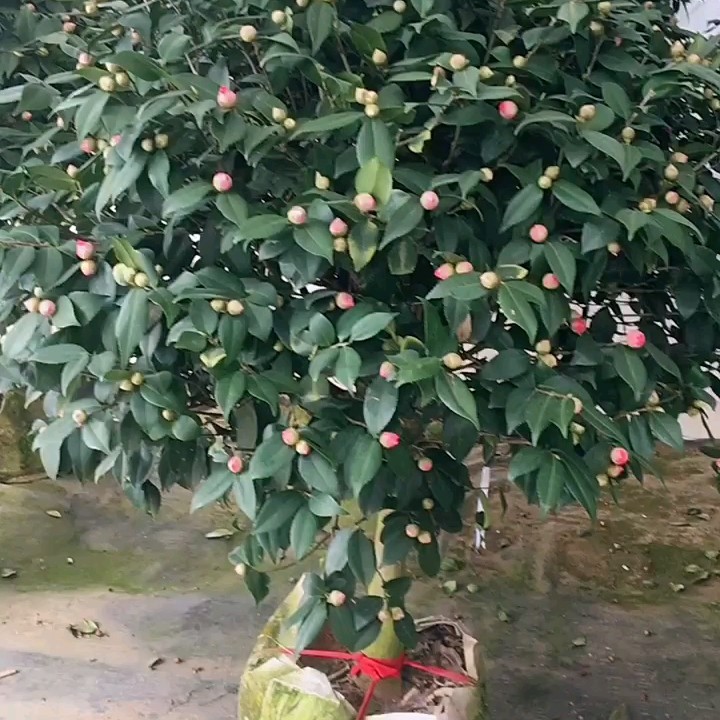 香妃茶花盆栽带花苞冬季开花浓香型