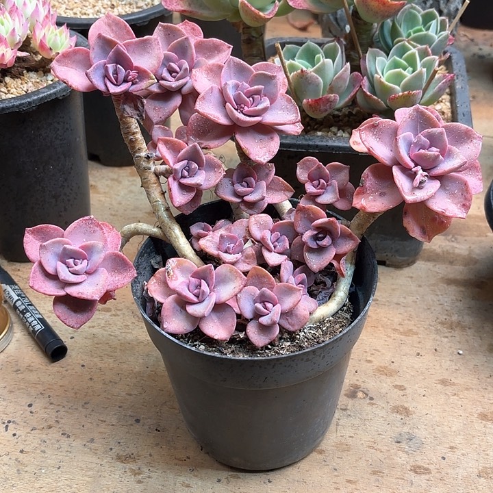 多肉植物，彩虹糖