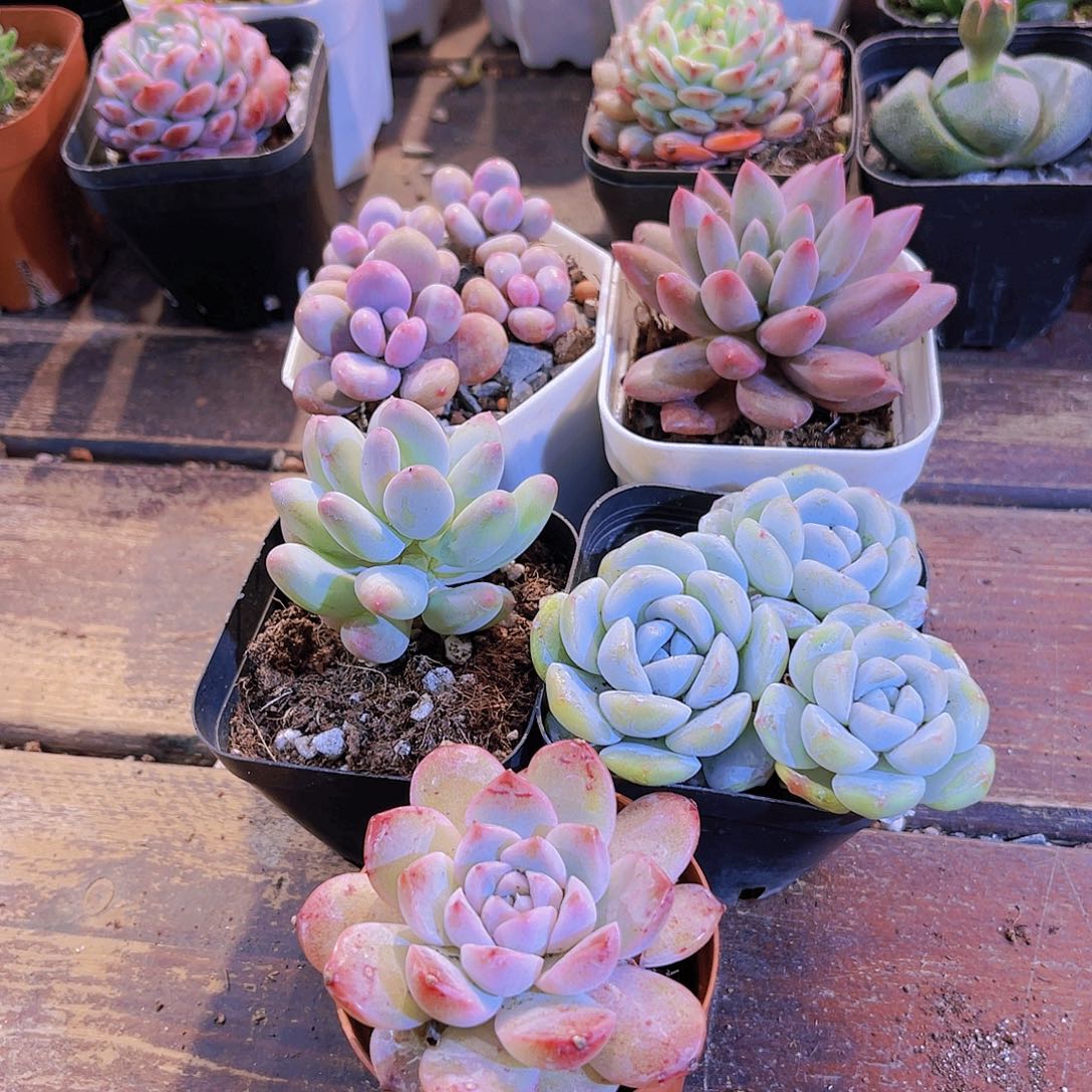 如图5盆11111111111111