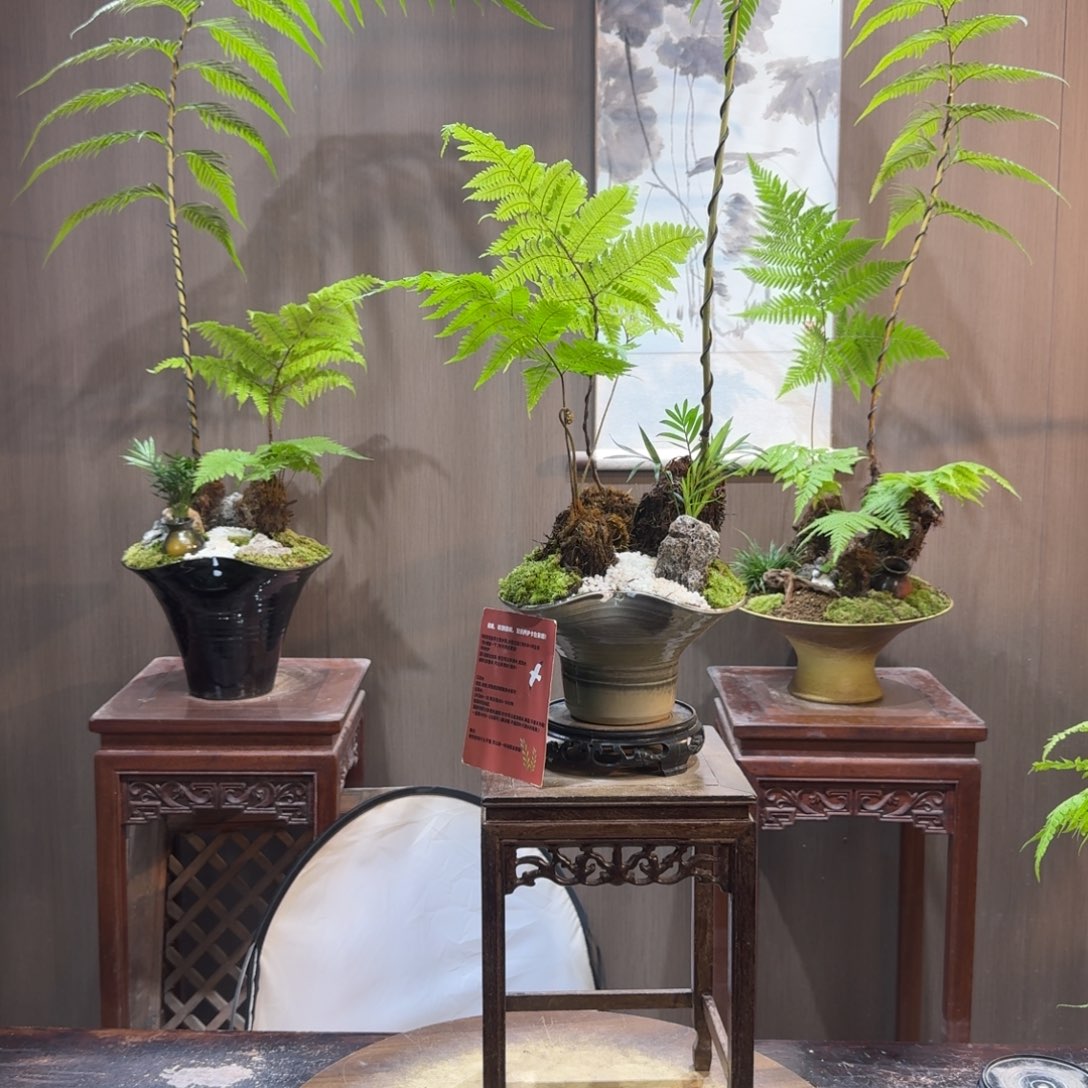 无花朵蕨类植物一物一拍