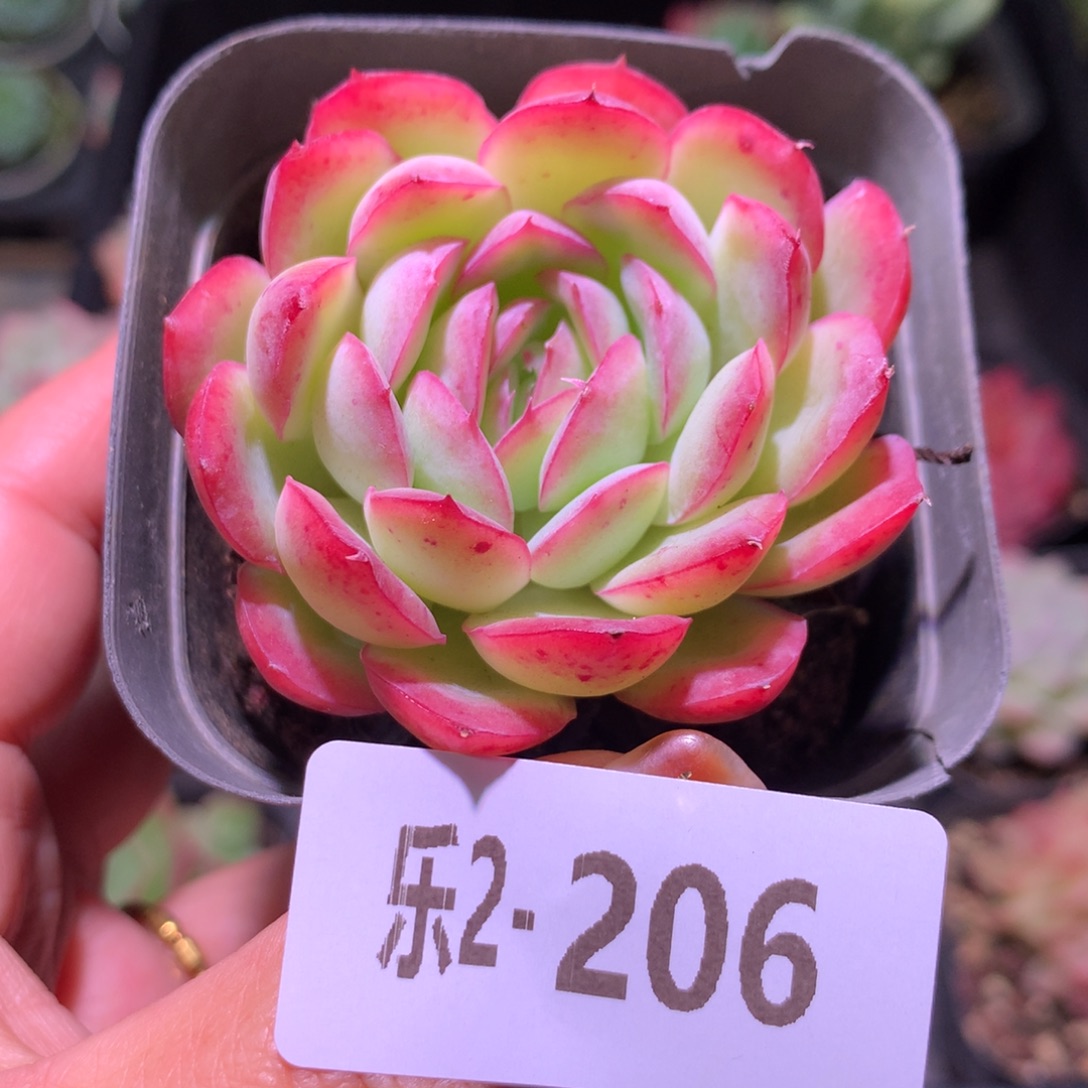 乐然 2-206 草莓冰 