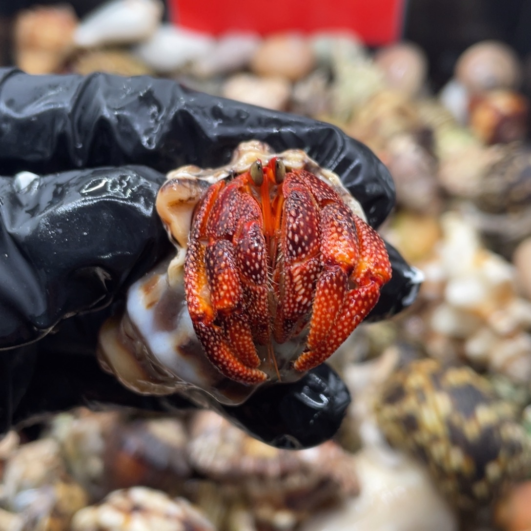 不退不换谢谢支持41