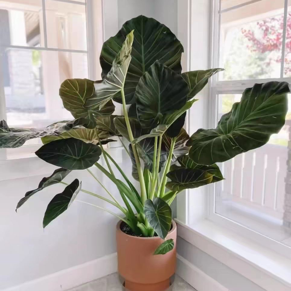 帝王盾海芋盆栽室内大型观叶植物耐热好养四季常青