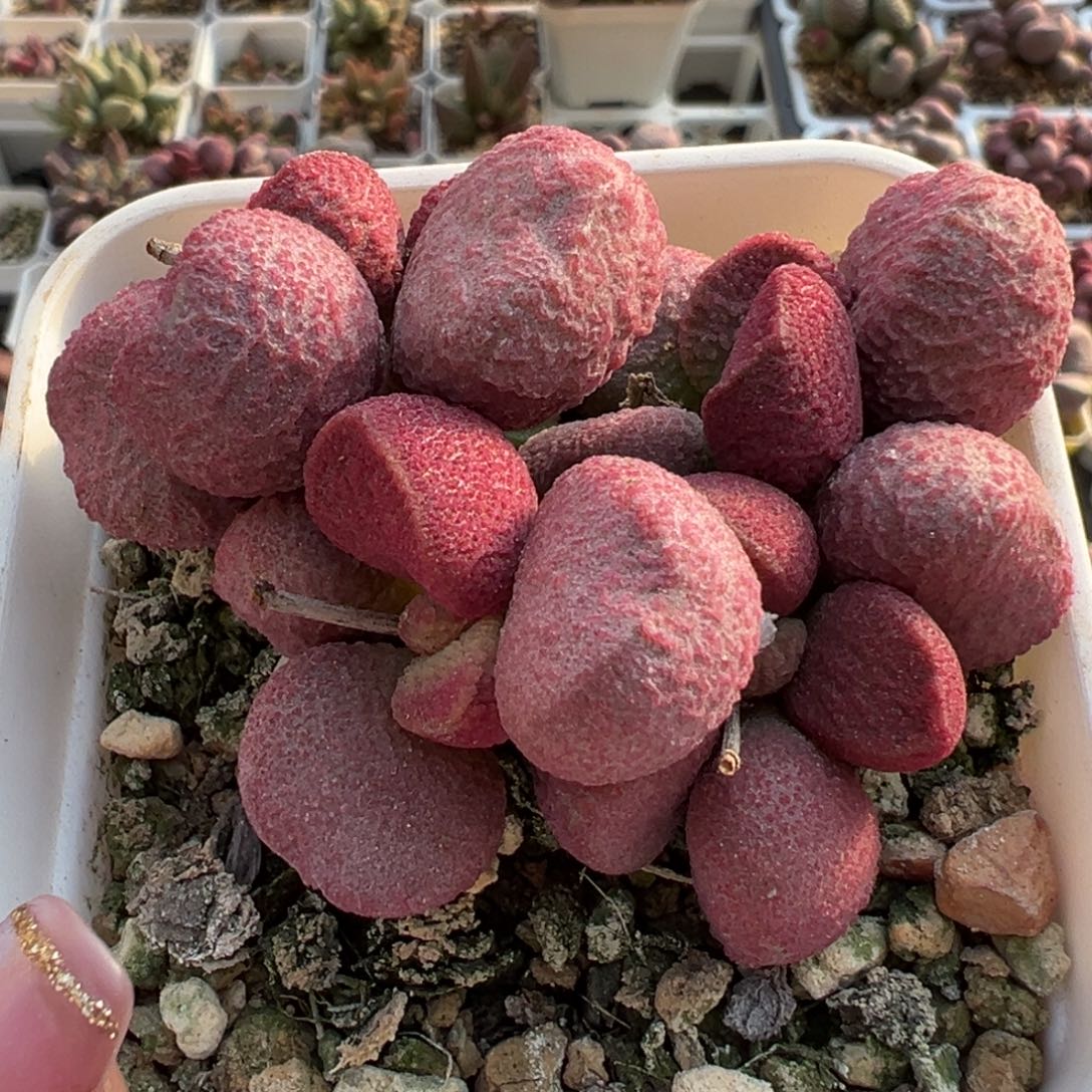 夏娃老桩多肉植物水泡
