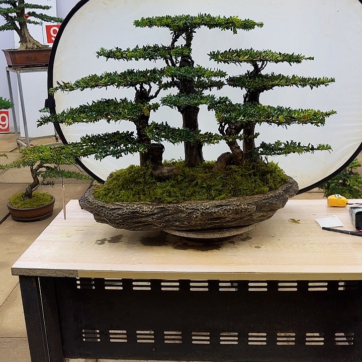 盆景直播间一物一拍