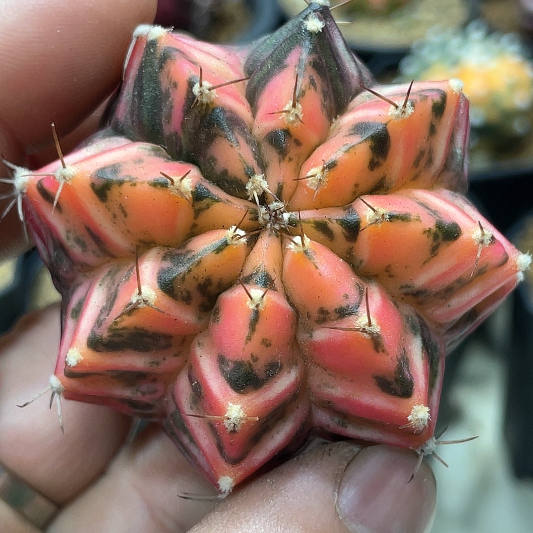 泰系实生根，规律棱背锦