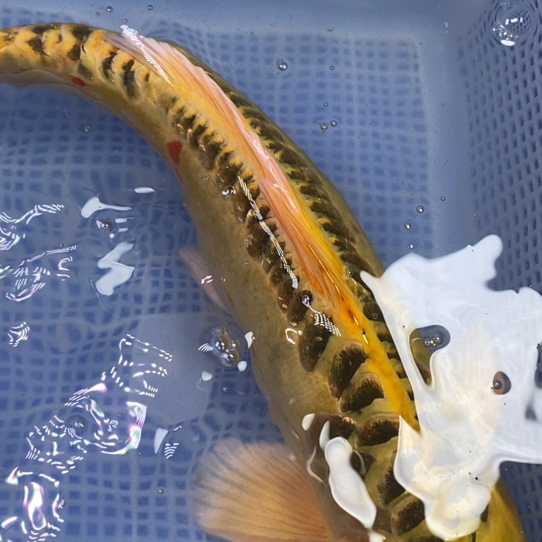 锦鲤锦鲤 开衩掉鳞属于正常现象介意别拍