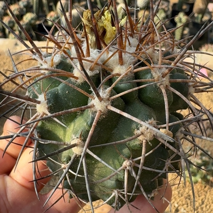 舞龙丸有根5555555