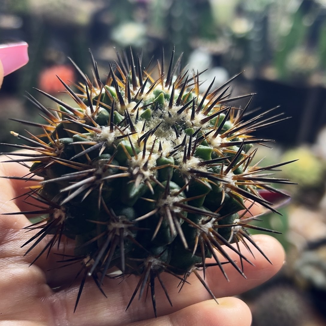 君光丸仙人球111111