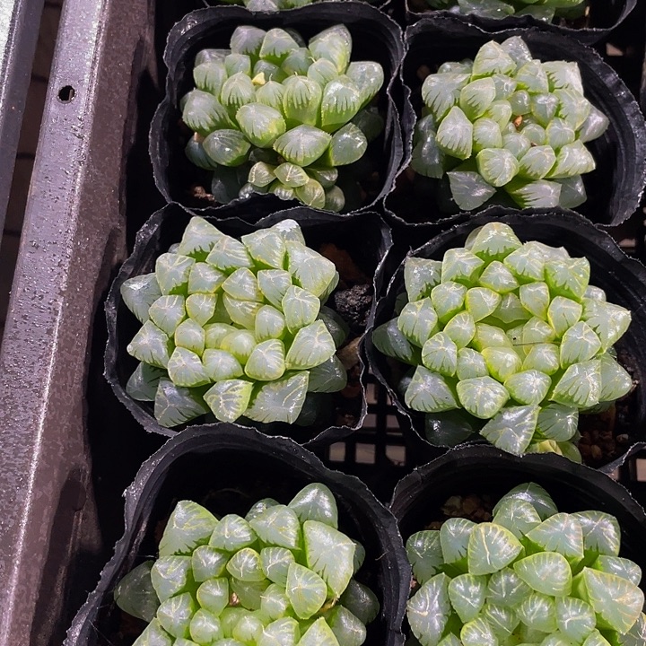 姬玉露带盆土发货