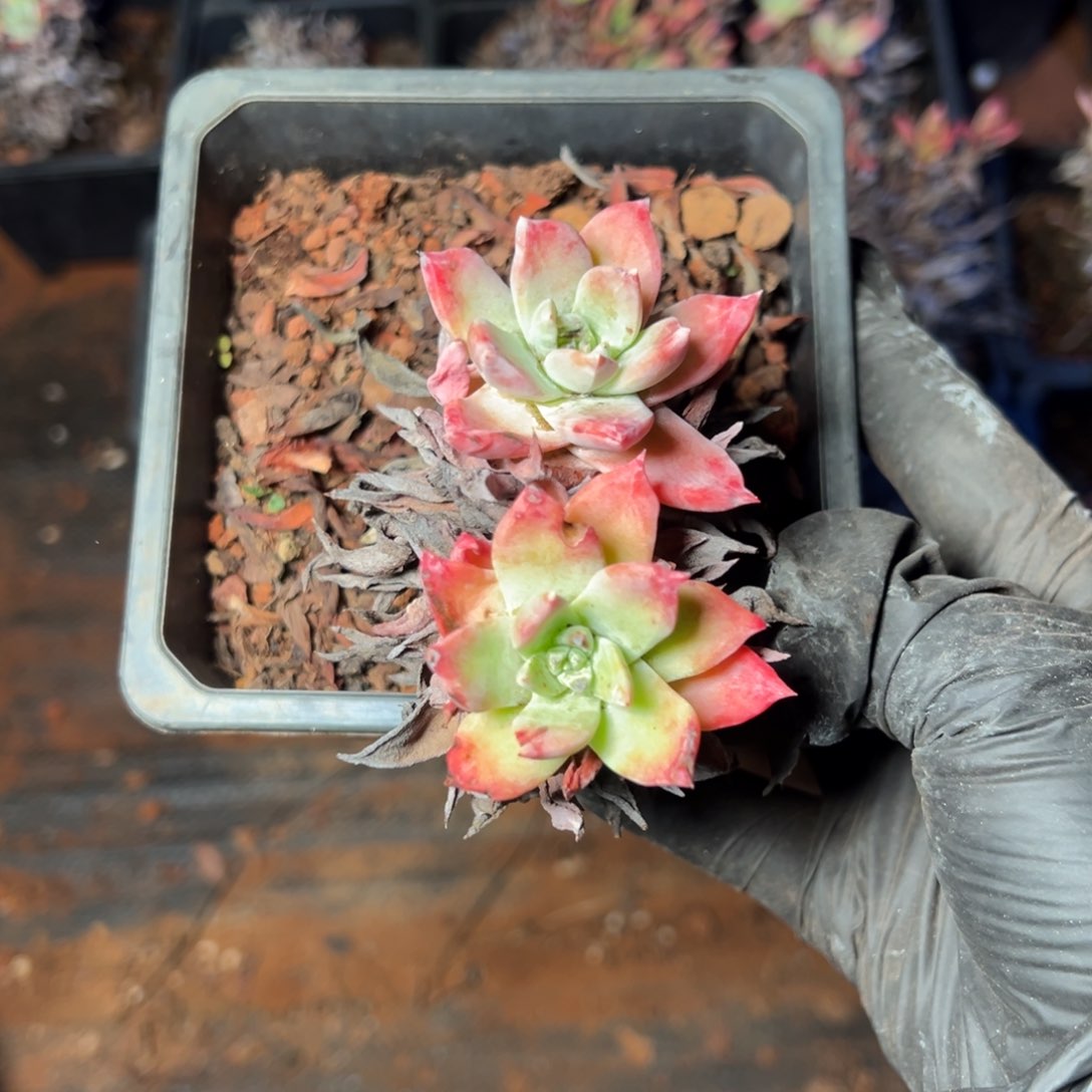 5097哈哈哈哈哈哈哈哈