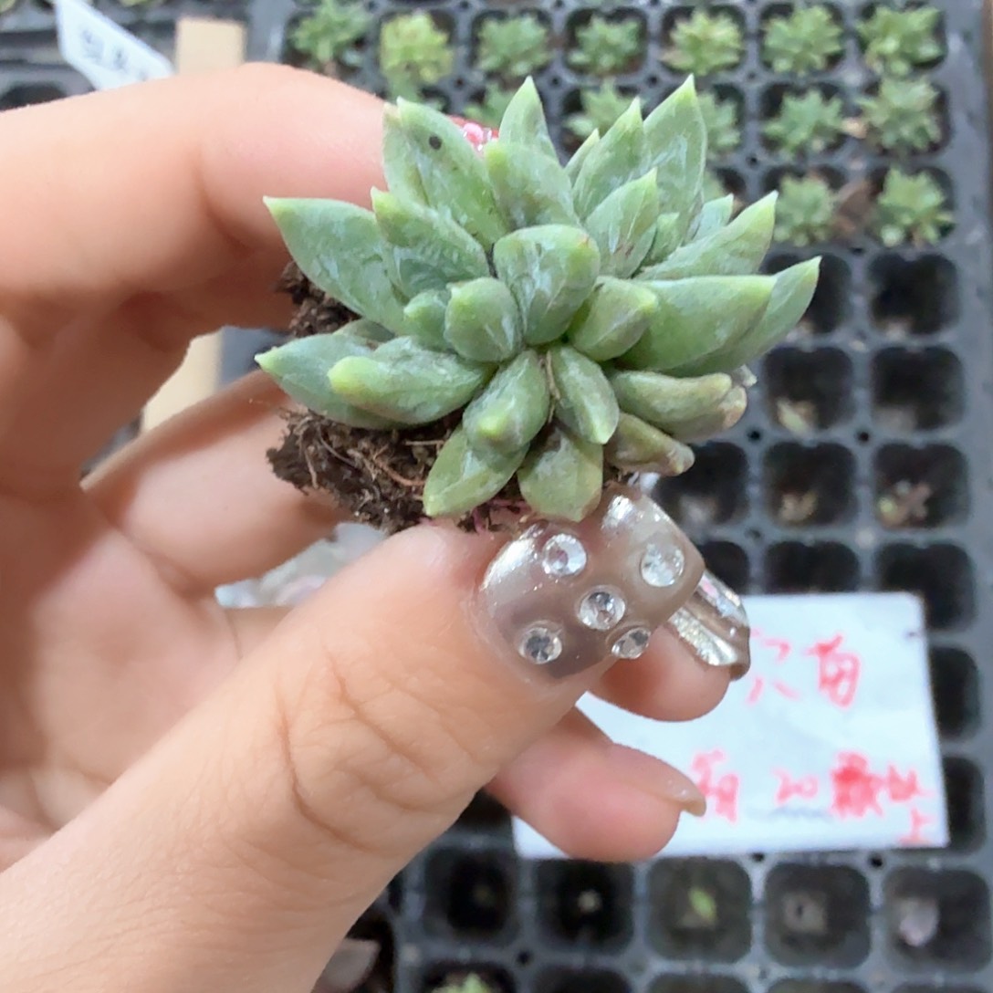 炫彩星穴苗4颗一组