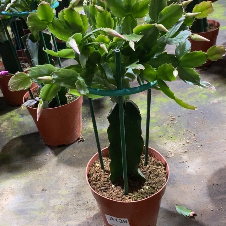 大部分花苞少量开放搞***巧138嫁接057