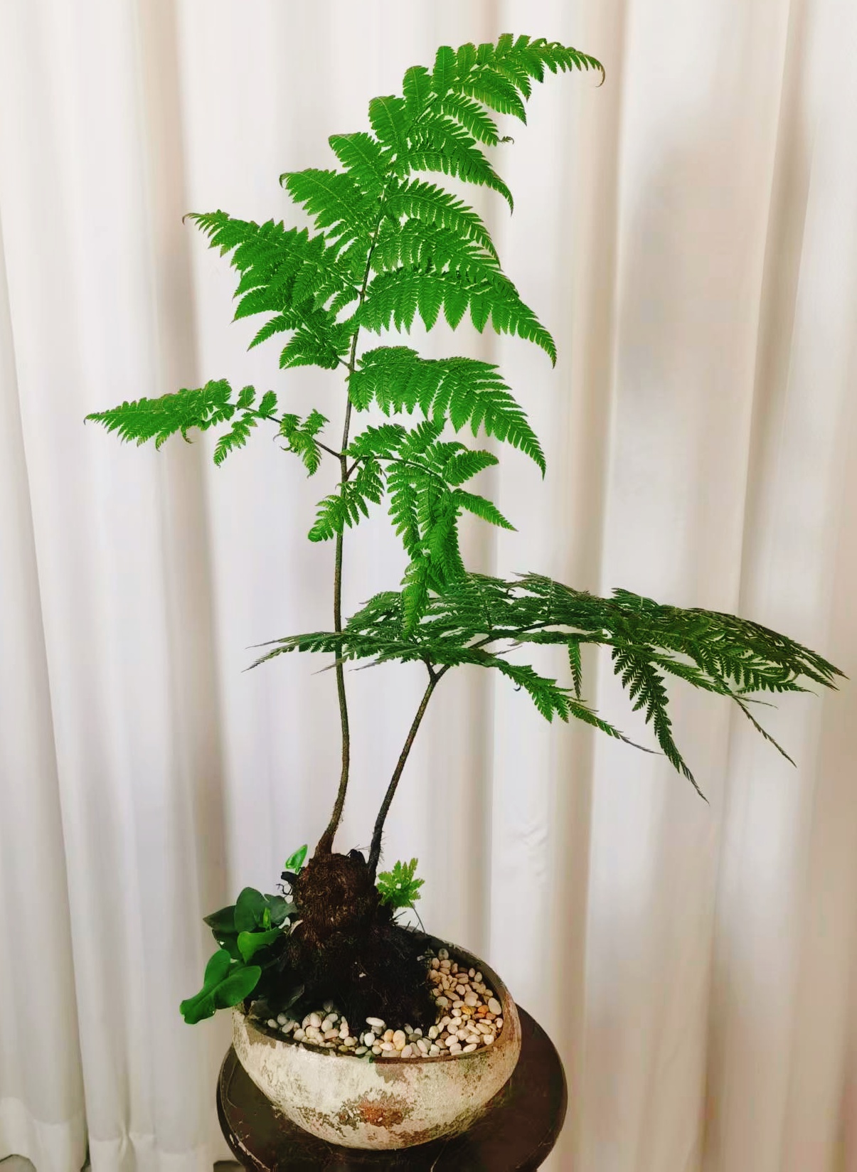 红磷蕨蕨类植物盆栽室内中式禅意盆景老桩观叶绿植好养