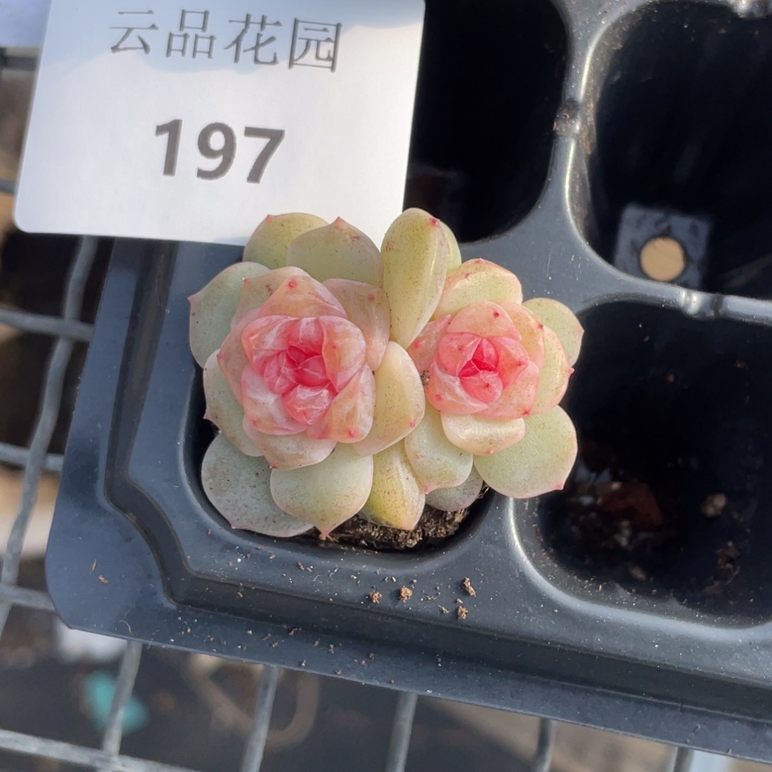 喵***喵197号糖心冰心珍妮