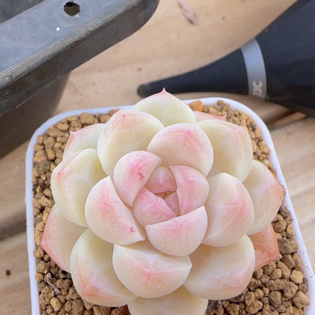 奶糖精控一物一拍