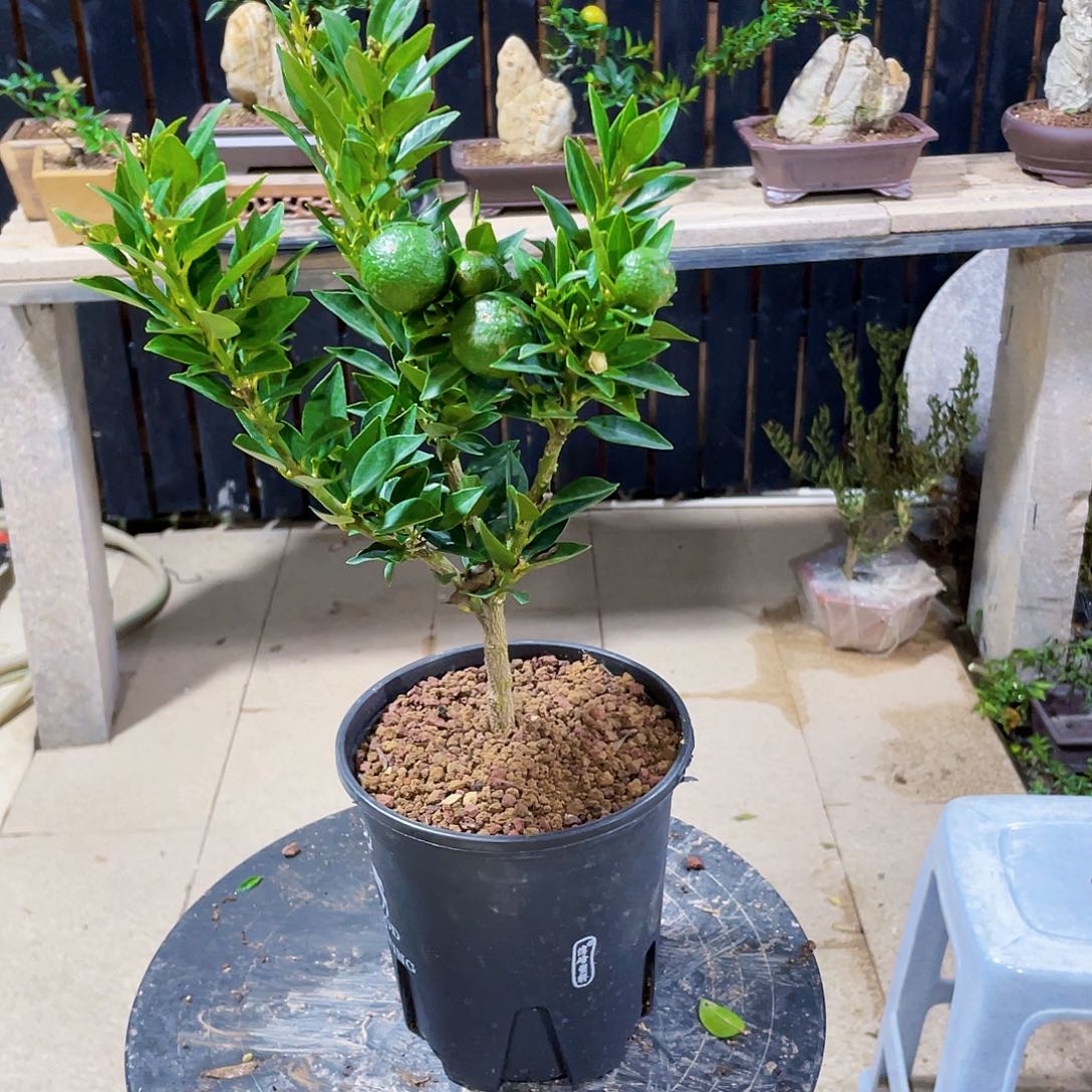 完全开放泰*松八房柑八房柑八房