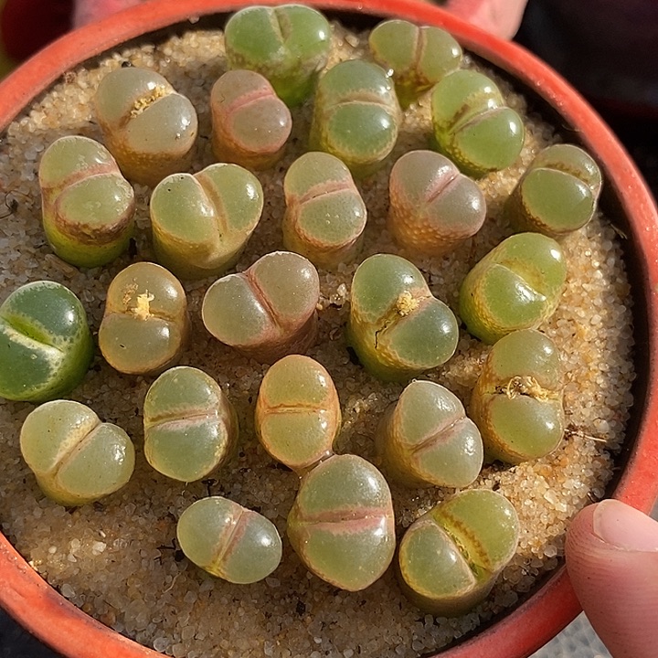 29527安格杂粉女一颗 