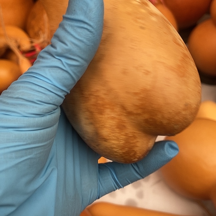 @***瓜直播间里的拍品链接