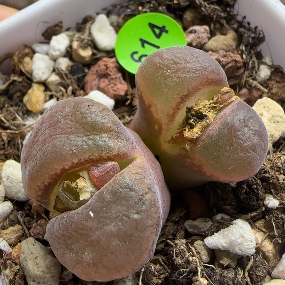 漂漂亮亮多肉植物614
