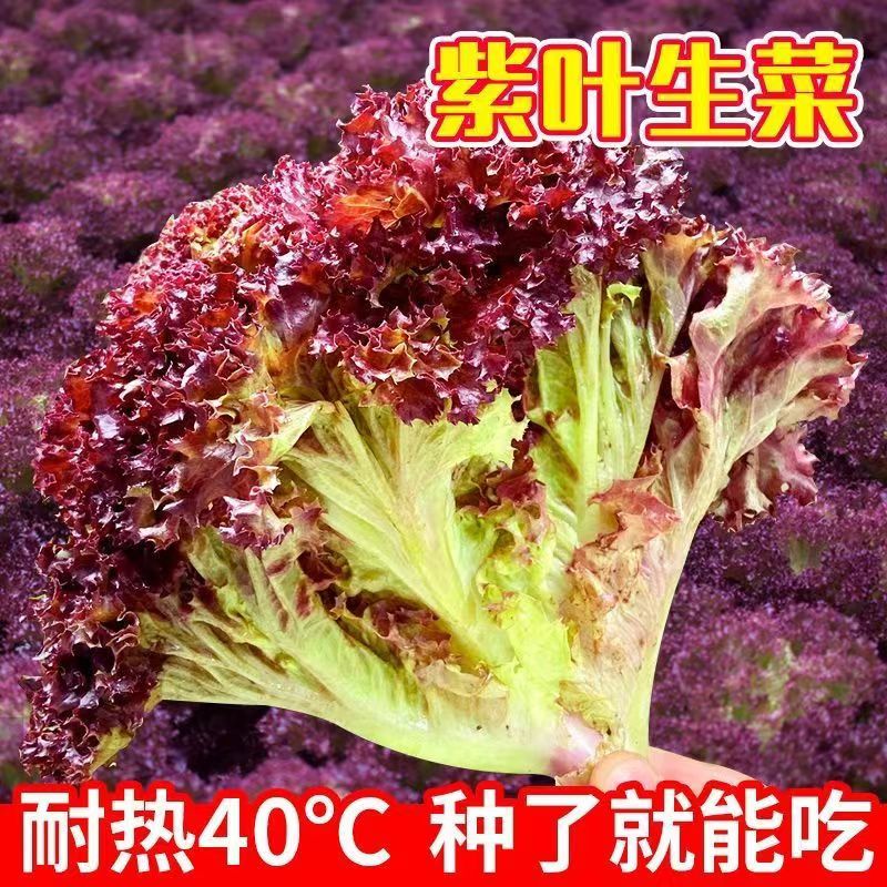 【满五包包邮】紫生菜种子种籽大全苗四季罗马秧菜苗奶油盆栽蔬菜孑