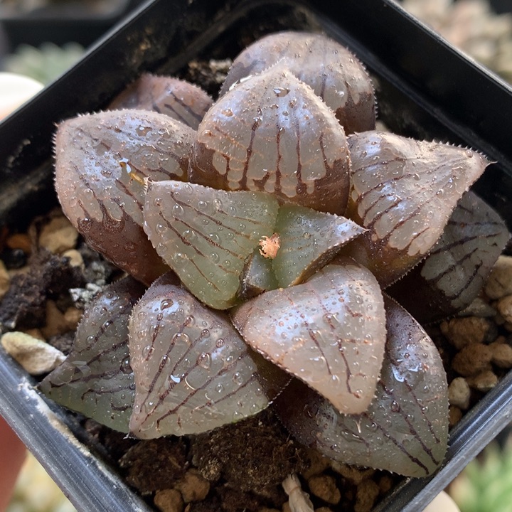 实生寿带盆土发货