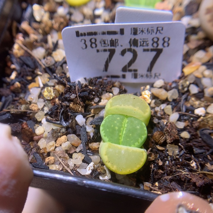 Sss精品生石花727