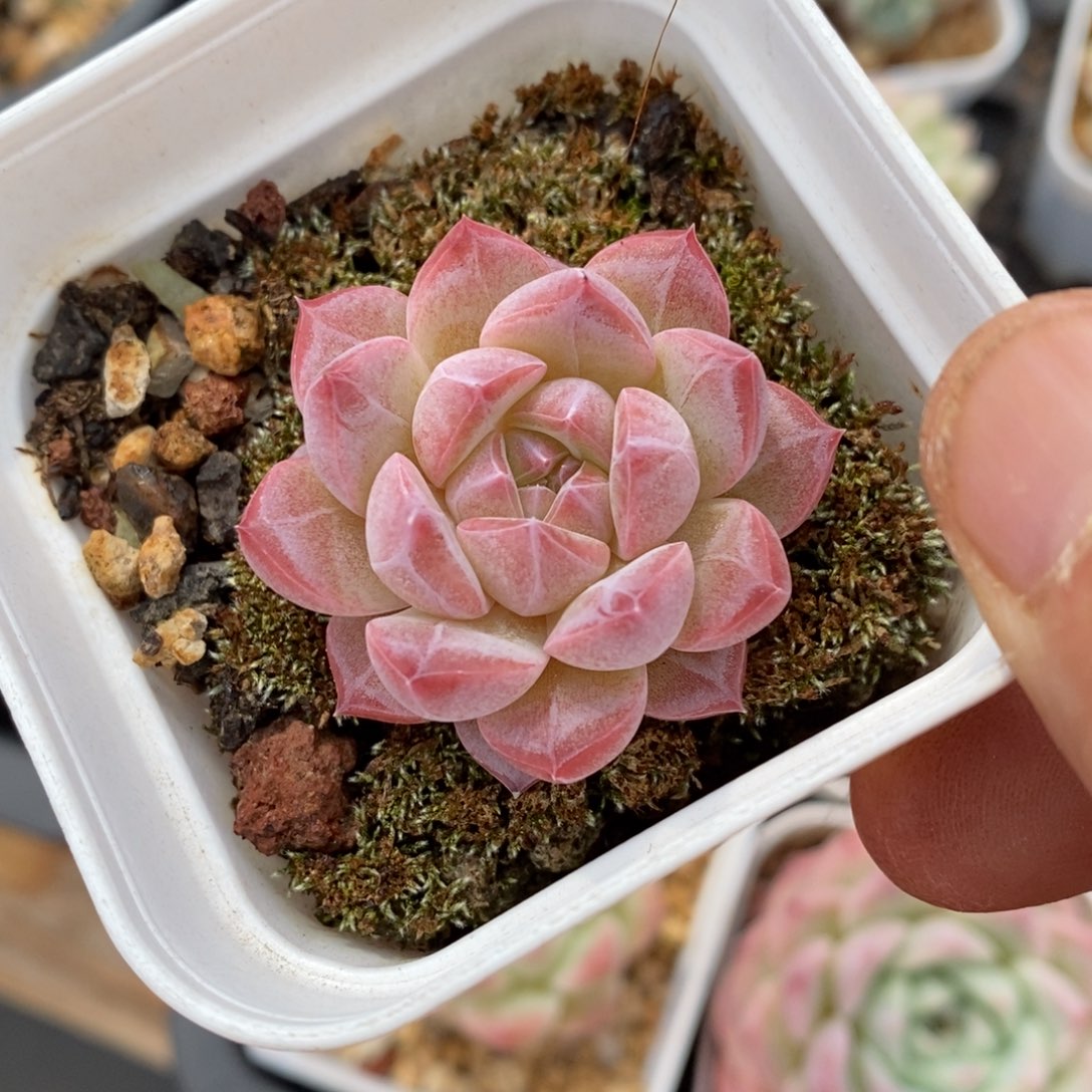 精品多肉一物一拍不包整125